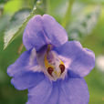 藍鑽鳳仙花