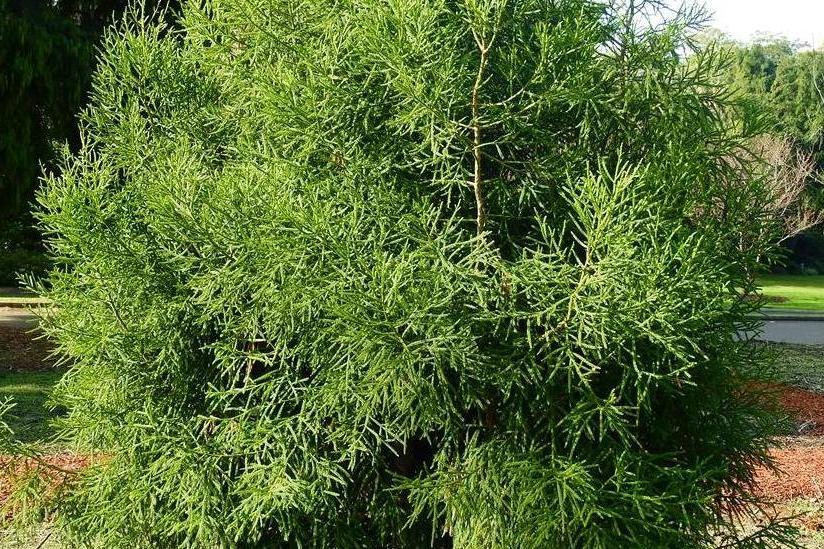 加州柏木 加州柏木