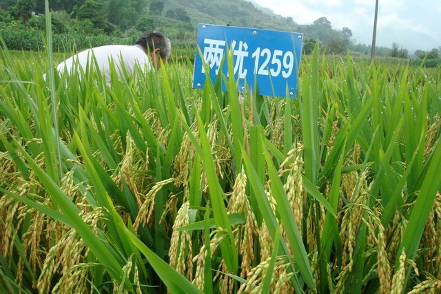 Ⅱ優1259(稻屬植物) Ⅱ優1259(稻屬植物)