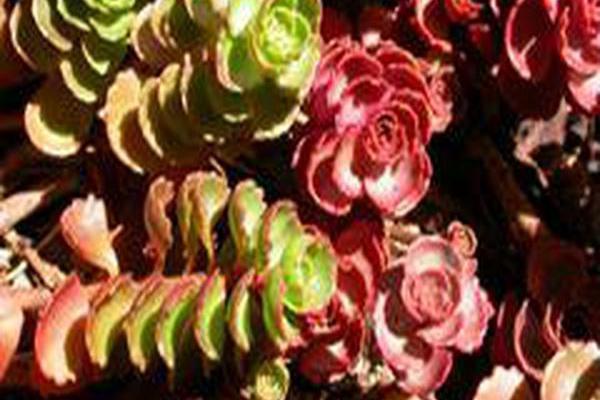 Sedum spurium \x27Fuldaglut\x27