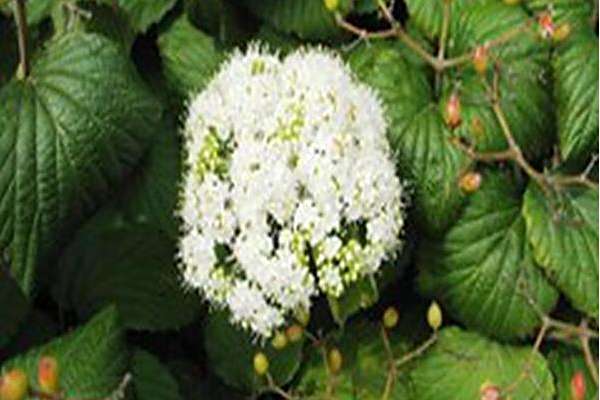 Viburnum dilatatum \x27Asian Beauty\x27 Viburnum dilatatum \x27Asian Beauty\x27