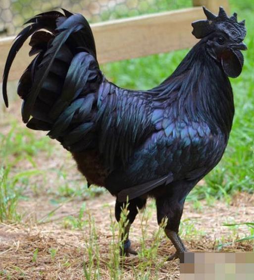 蘭博雞尼(Ayam Cemani) 蘭博雞尼(Ayam Cemani)