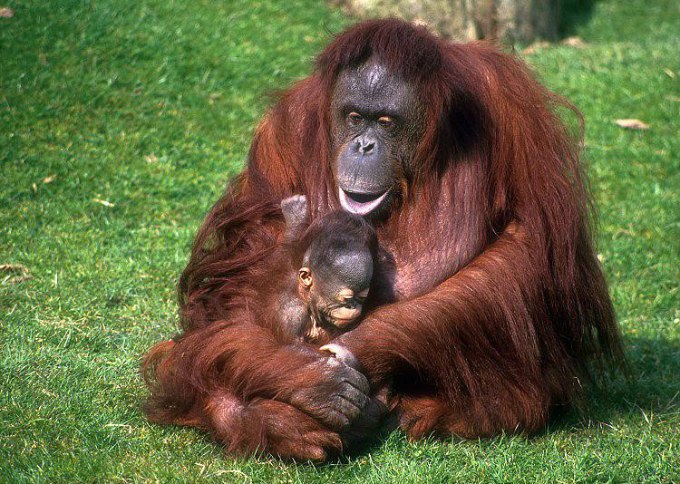 婆羅洲猩猩加里曼丹亞種