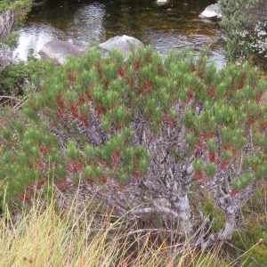 Allocasuarina zephyrea