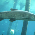 青魚枕 青魚枕