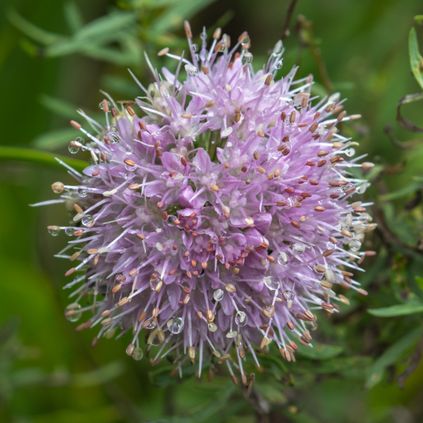 Allium senescens
