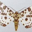 柿星尺蠖(Percnia giraffata Guenee) 柿星尺蠖(Percnia giraffata Guenee)