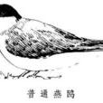燕鷗科 燕鷗科