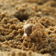 沙蟹(溫海潮間帶和潮上帶生活的優勢蟹類)