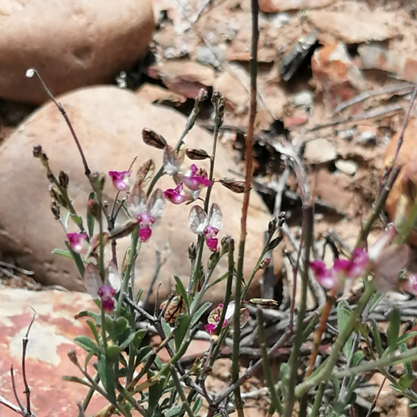 Polygala leptophylla