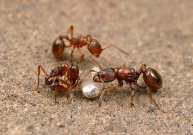 小巢蟻屬工蟻、幼蟲及蟻后（右）