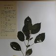 苧麻族 苧麻族