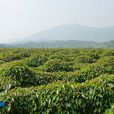 英山村(福建省漳州市漳浦縣綏安鎮英山村)