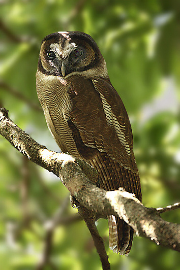 褐林鴞巴尼亞群島亞種