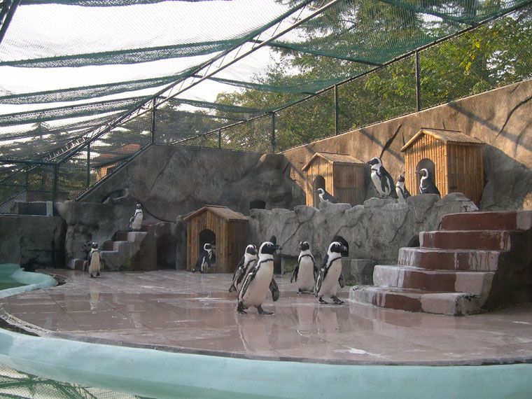 上海動物園企鵝池