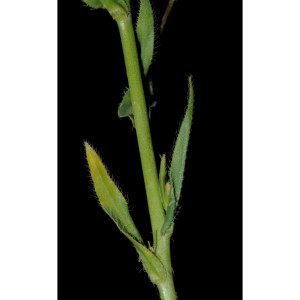 Biscutella brevicalcarata