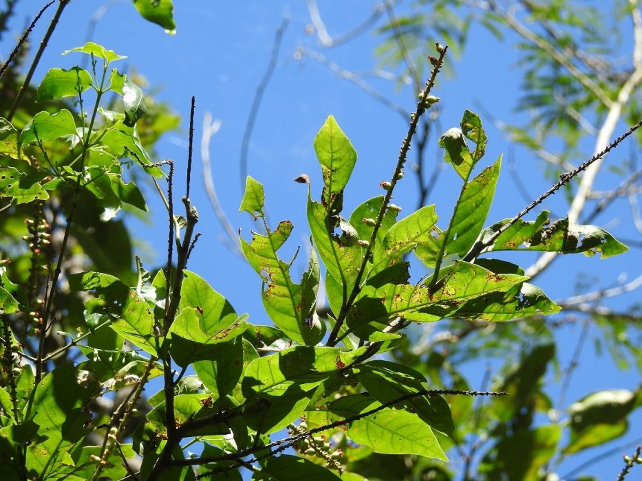 Coccoloba hondurensis