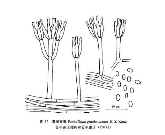 貴州青黴 貴州青黴