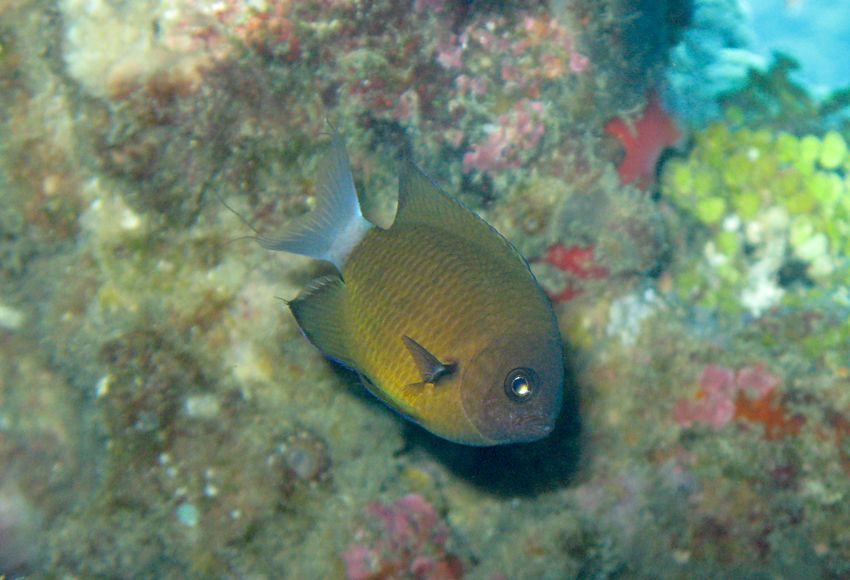 亞倫氏光鰓魚