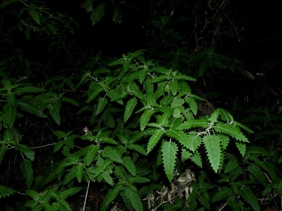 樹蕁麻 樹蕁麻