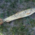 花斑裸鯉膽