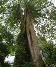 800年的紅豆杉