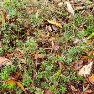 Acrotriche aggregata