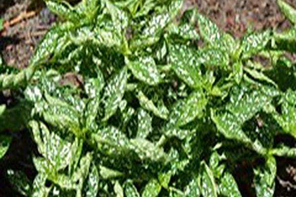 Hypoestes phyllostachya \x27Confetti Compact White\x27 Hypoestes phyllostachya \x27Confetti Compact White\x27