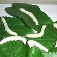 蠶(鱗翅目動物)