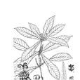 輪葉戟 輪葉戟