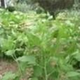 蘇南薺苨 蘇南薺苨