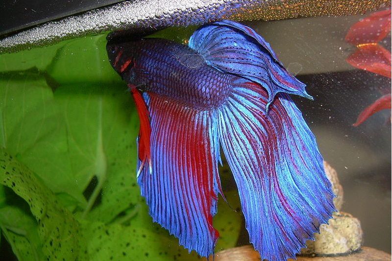 搏魚屬 搏魚屬