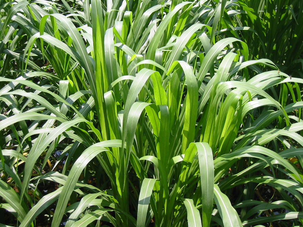 高寬葉一年生黑麥草組合種植