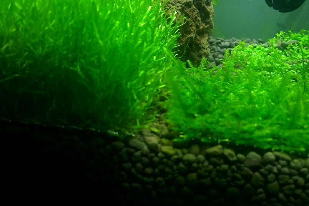 藻苔屬 藻苔屬
