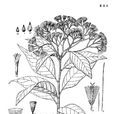南川斑鳩菊 南川斑鳩菊