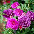 海潮之聲(薔薇屬月季栽培品種) 海潮之聲(薔薇屬月季栽培品種)