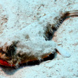 短吻蝙蝠魚 短吻蝙蝠魚
