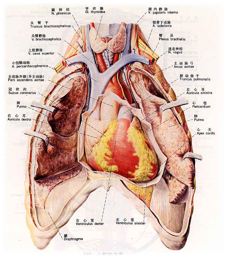 心血管系統