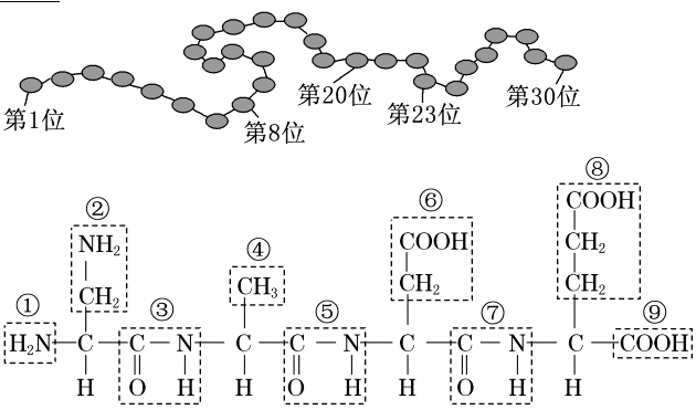 胺基酸排列順序