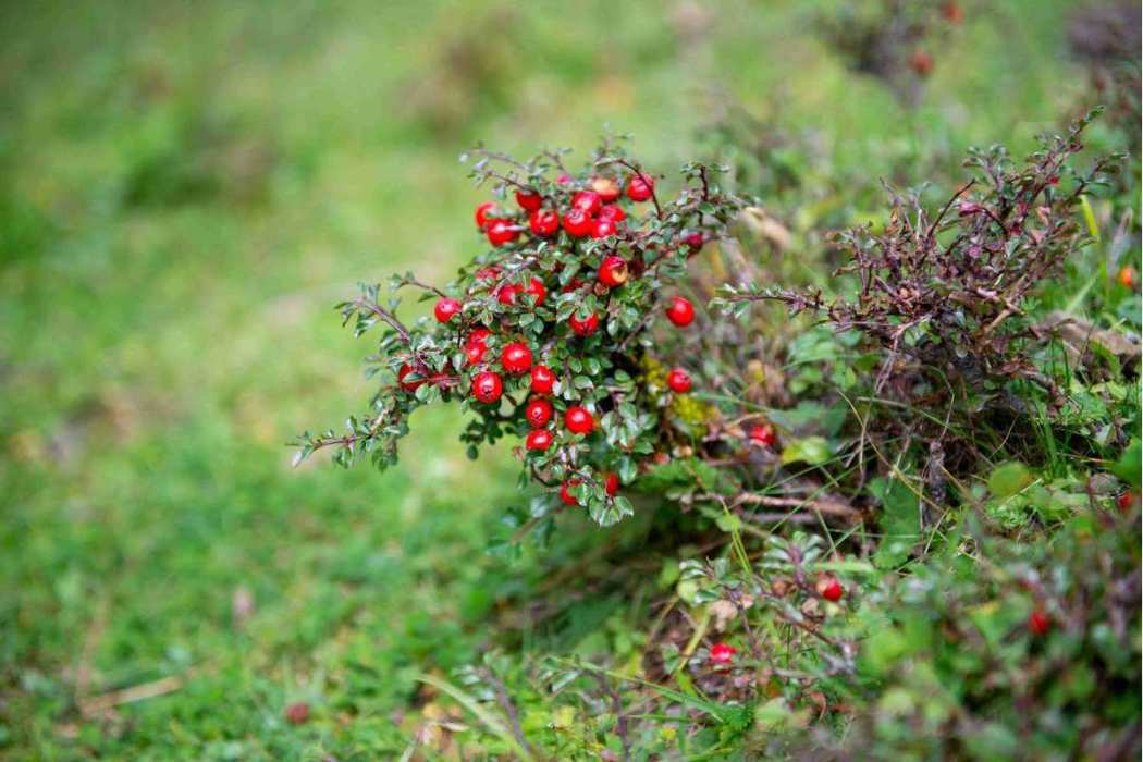 紅栒子 紅栒子