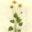 貢山梅花草 貢山梅花草