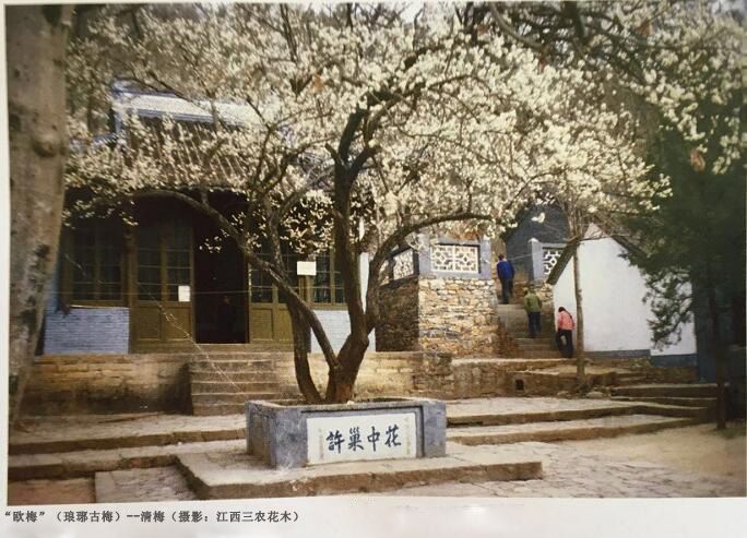 古梅花 古梅花