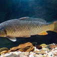 草食性魚類 草食性魚類