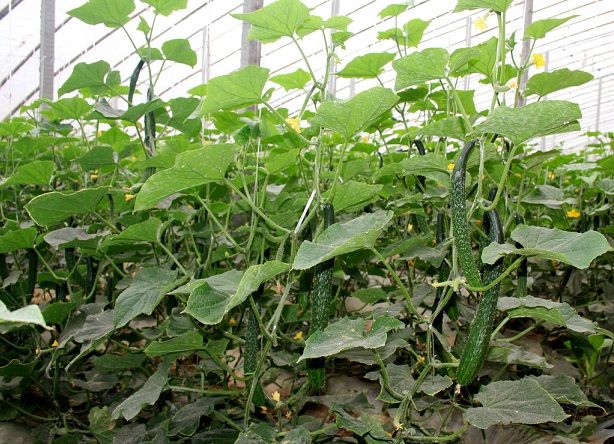 津綠3號黃瓜(津綠3號) 津綠3號黃瓜(津綠3號)