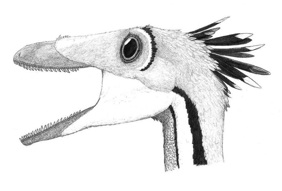 扎那巴扎爾龍原本是蜥鳥龍屬下的一個種