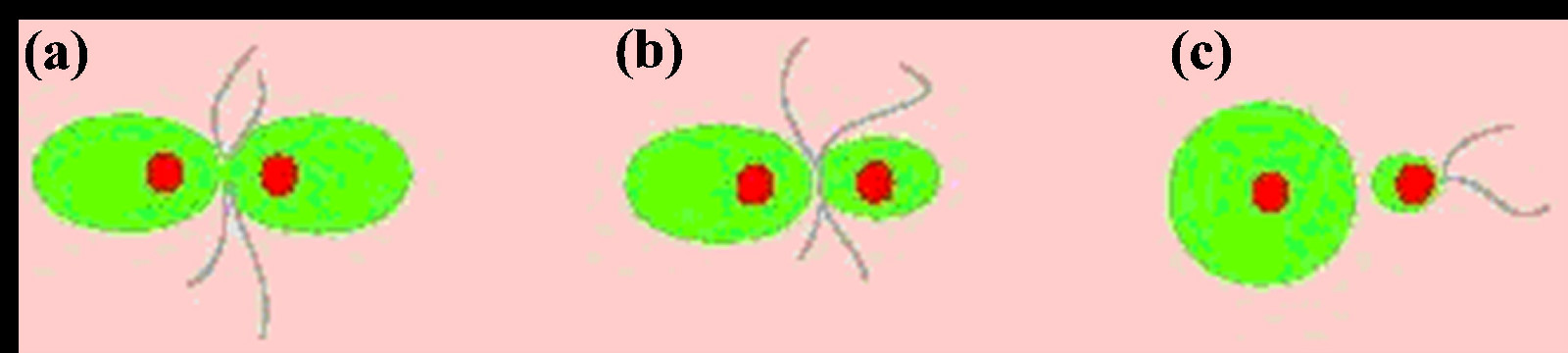 圖5 不同類型的融合生殖