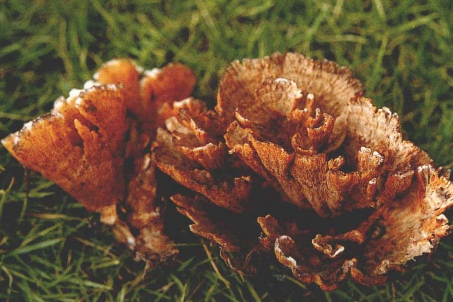 橙黃革菌 橙黃革菌