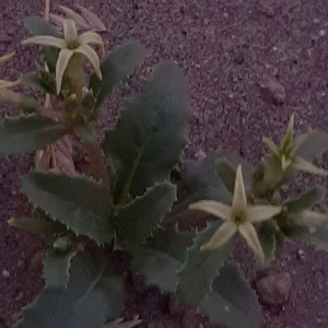 Jaborosa kurtzii