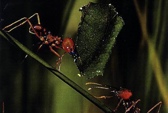 Attaville, la véritable histoire des fourmis Attaville, la véritable histoire des fourmis
