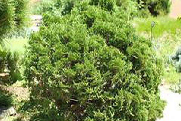 Thuja occidentalis \x27Ericoides\x27